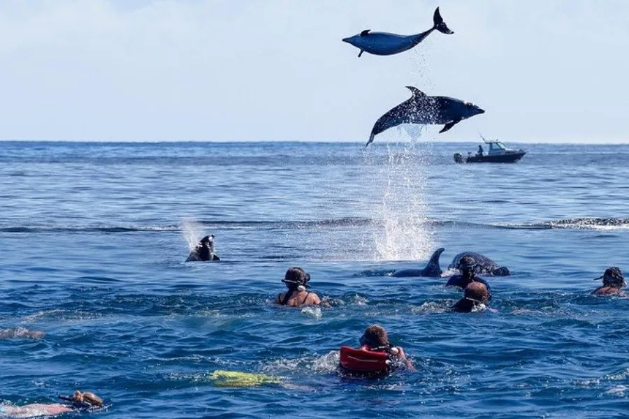 Mnemba Atoll Snorkeling