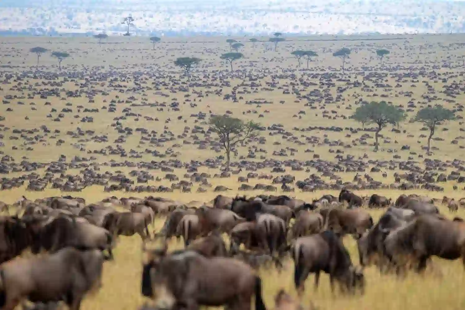 Great Wildebeest Migration