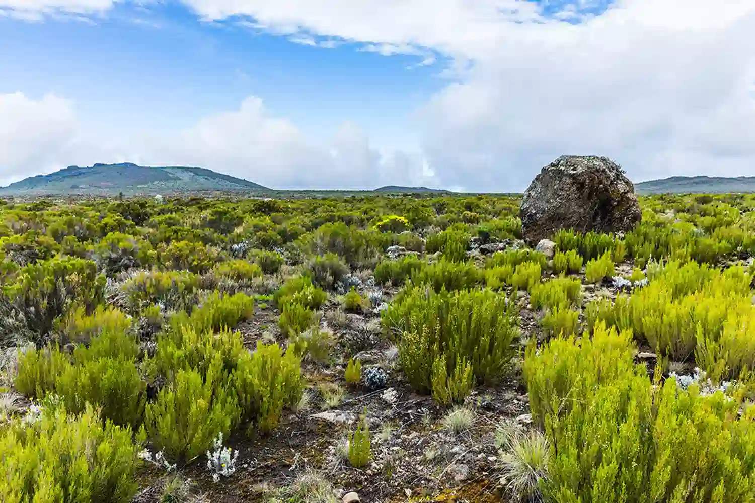 Zona di brughiera Kilimanjaro