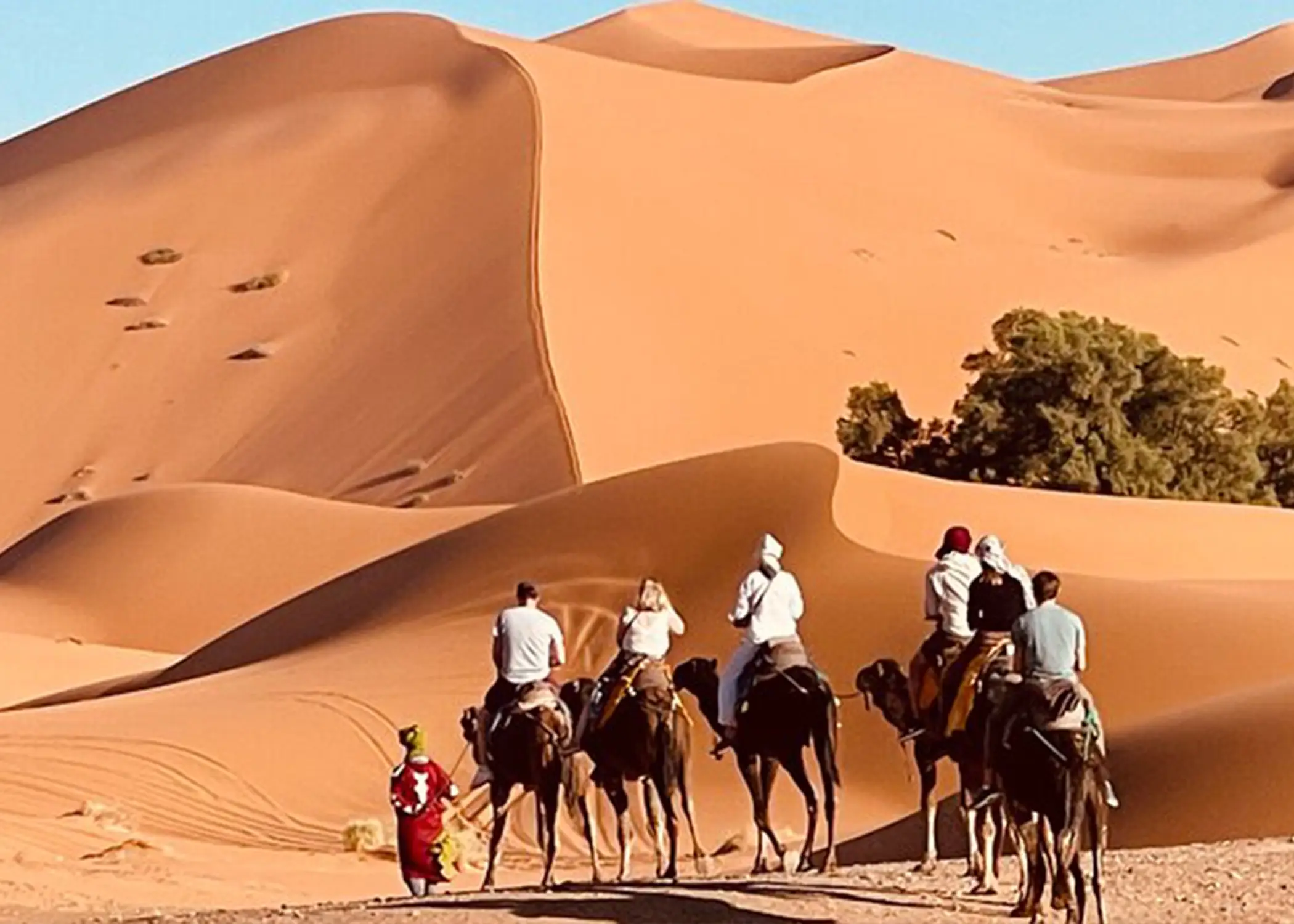 Camel Trekking in the Sahara Desert