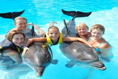Uinti delfiinien kanssa