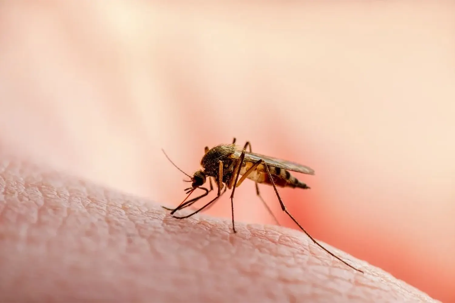 Una picada d'un mosquit