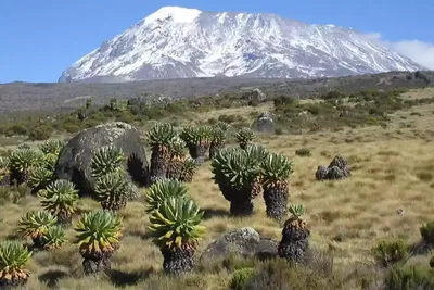 Mount Kilimanjaro Plants and Trees, Explore the different plant zones