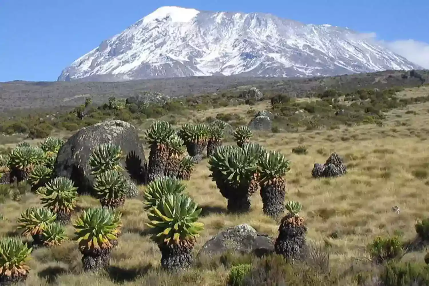 mount kilimanjaro plants and trees Mount Kilimanjaro Plants and Trees, Explore the different plant zones