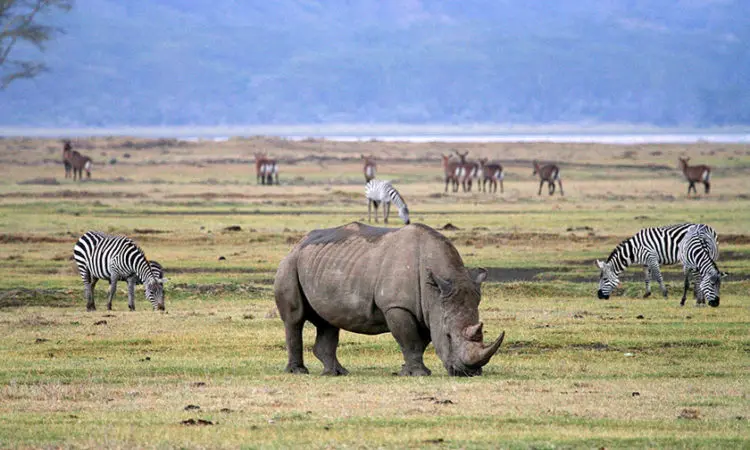 2 days luxury Tanzania safari from Moshi