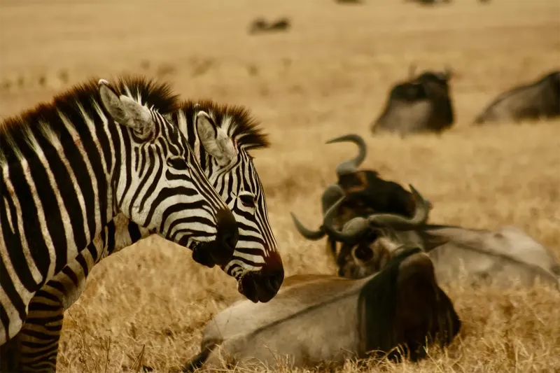 Ngorongoro-Schutzgebiet