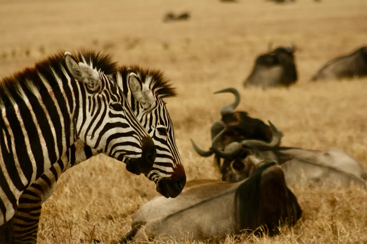 Ngorongoro Conservation Area