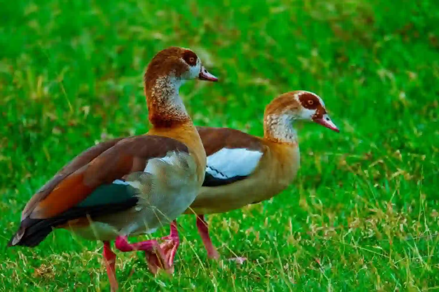 Ngorongoro Crater Birding: Rare Birds You Can Spot