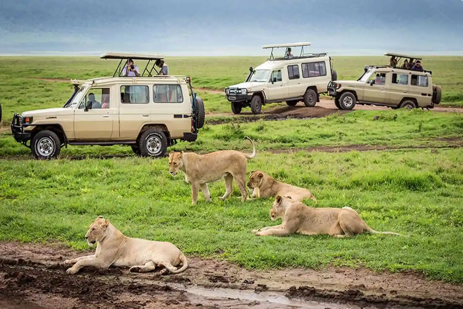 Safari privat de 2 dies a Tarangire i Ngorongoro