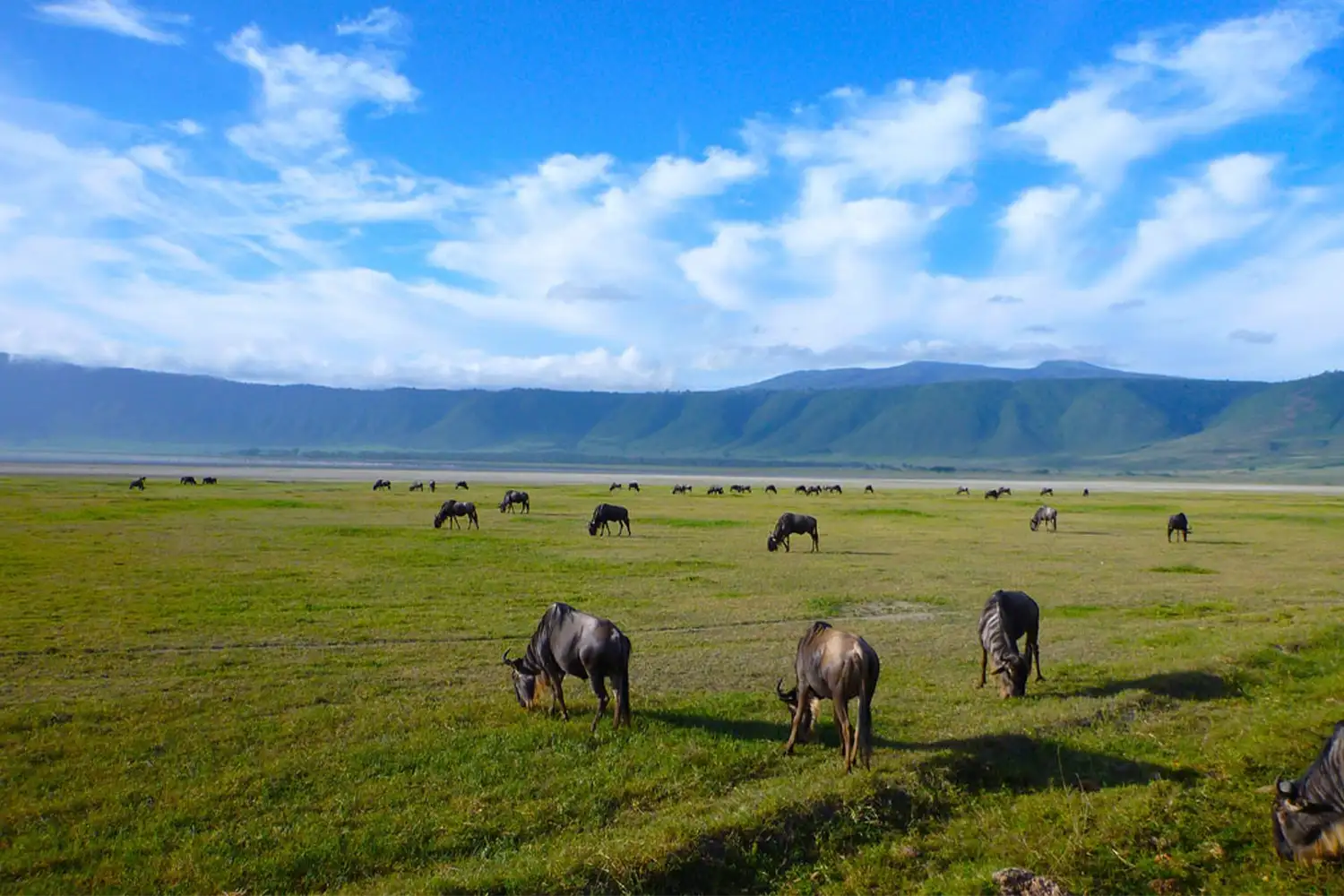 Serengeti-Ngorongoro