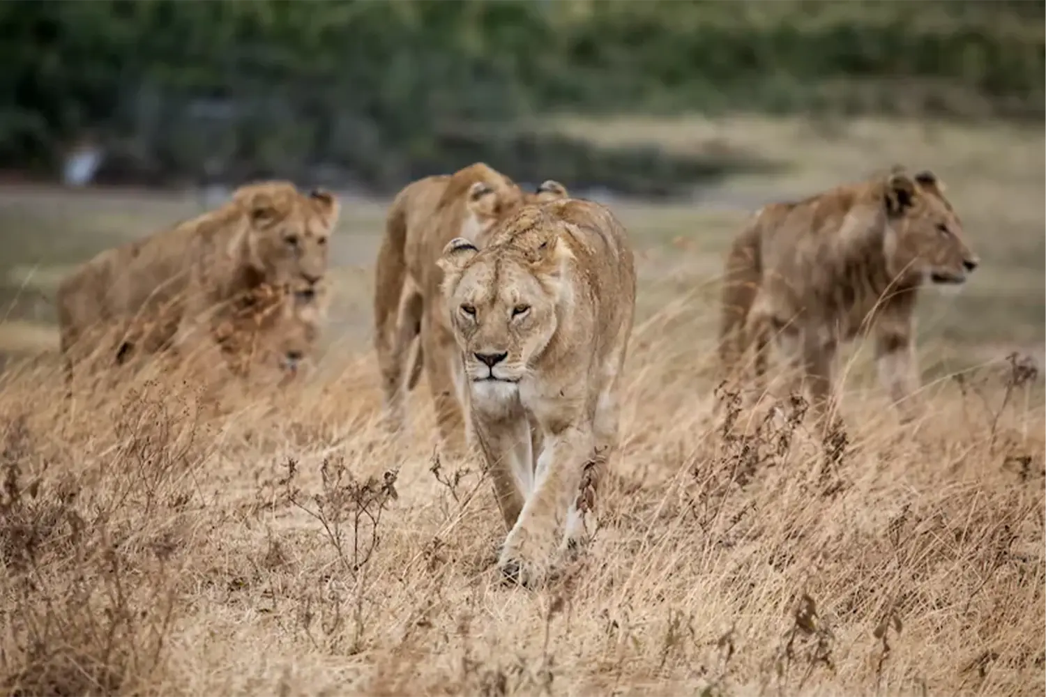 Ngorongoro conservation Area