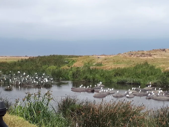 Ngorongoro Flamingos and Birds Ngorongoro Flamingos and Birds