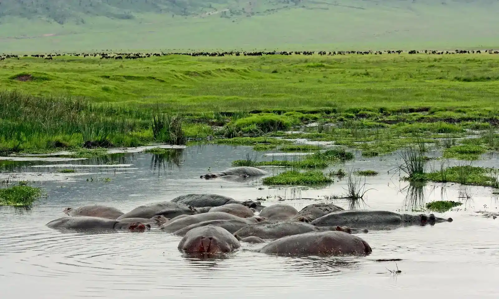Ngorongoro Hippo Pool Ngorongoro Hippo Pool