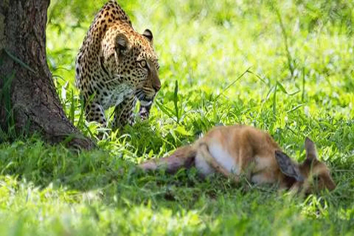 Ngorongoro Leopard Tracking