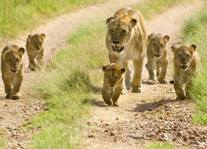 Ngorongoro Lion Pride Ngorongoro Lion Pride