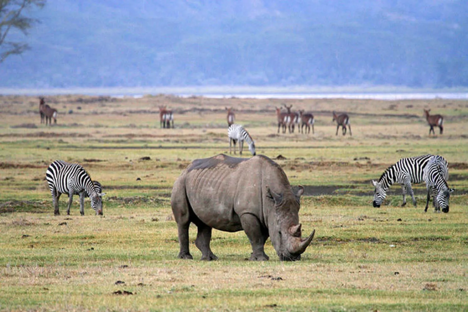 Big Five in Ngorongoro Crater Safari/Tour