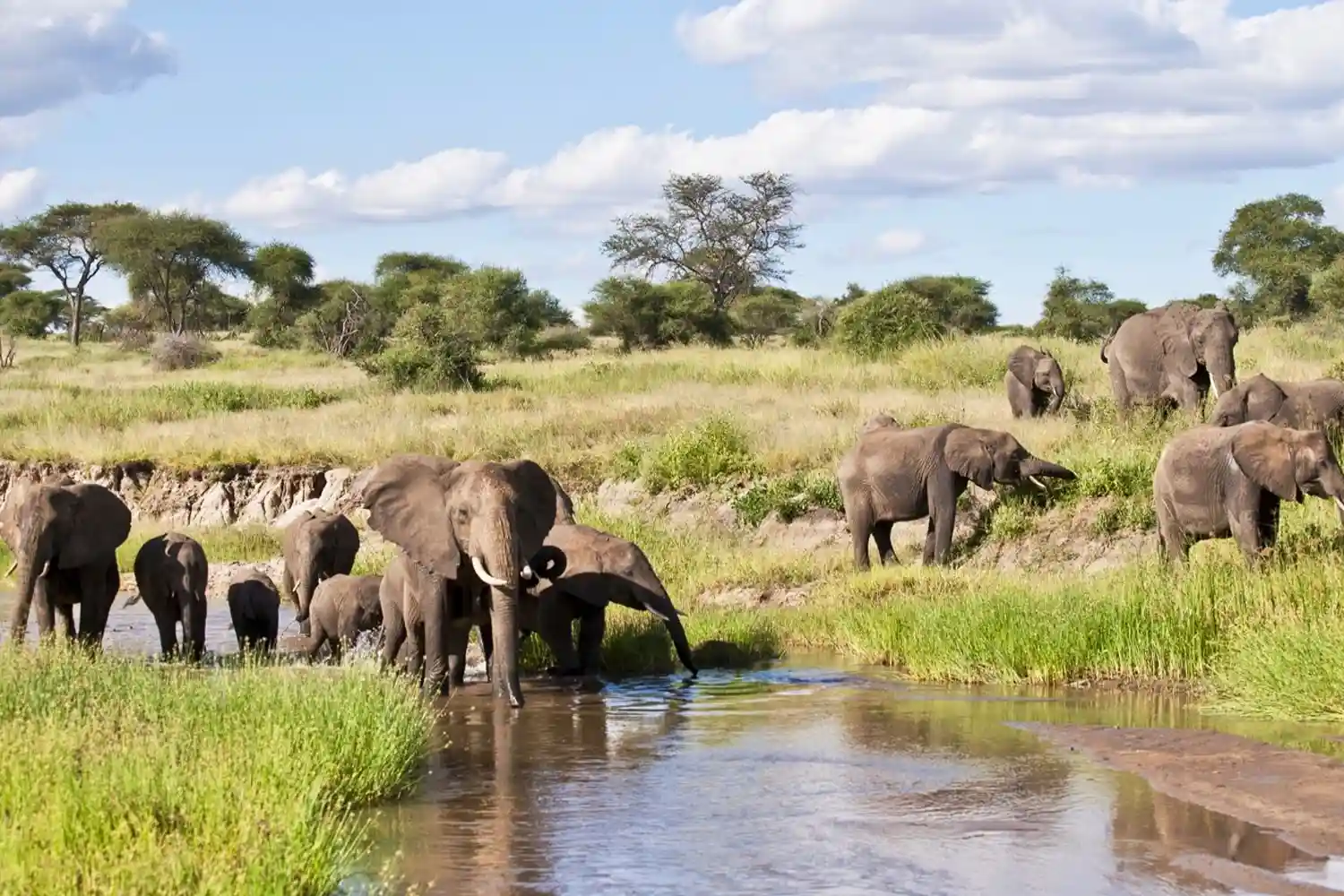 タランギーレとンゴロンゴロへの2日間のタンザニア高級ロッジサファリ