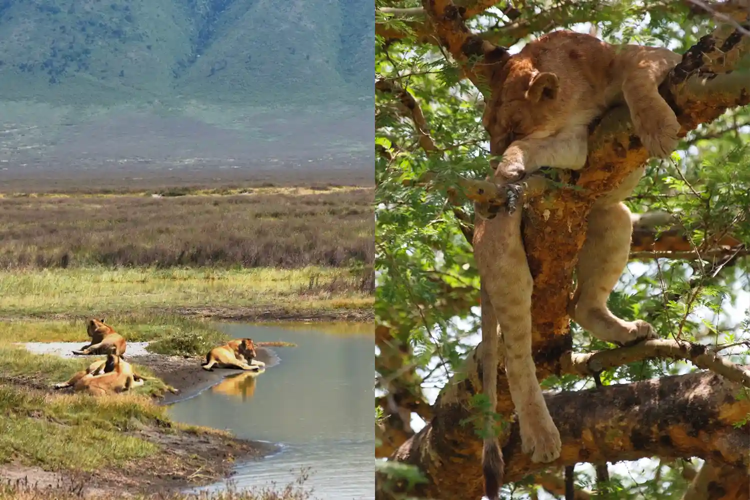 Ngongongro crater la Lake Benera National Park