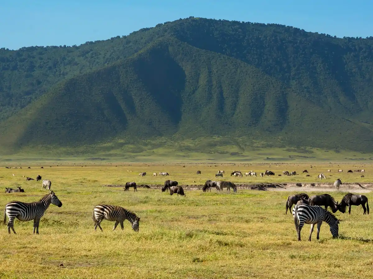 Ngorongoro Wildlife Plains Ngorongoro Wildlife Plains