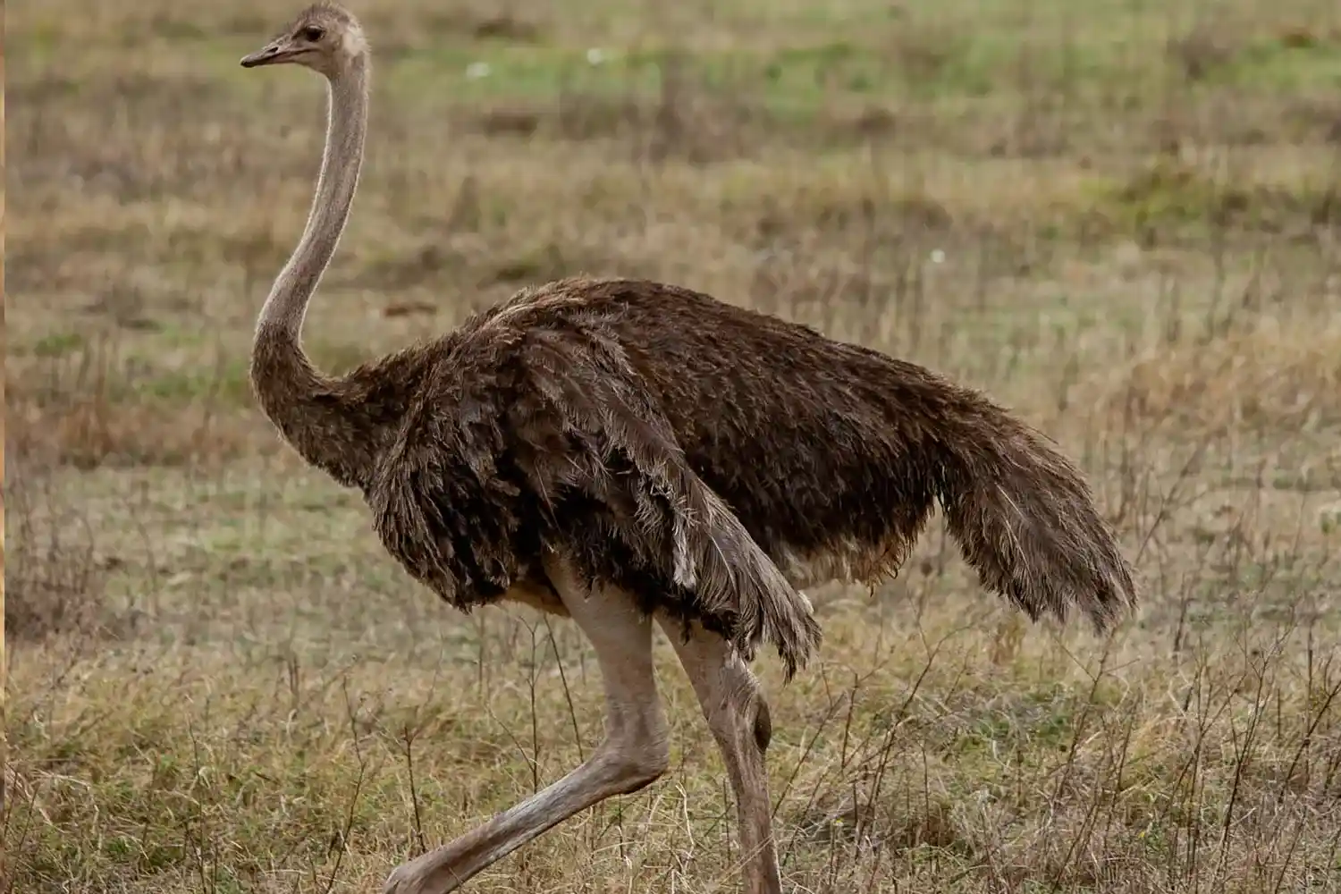 Experiència d'observació d'aus del Serengeti de 8 dies