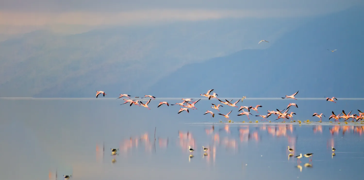 Overnight Lake Manyara Birding Trip - Bird Watching Adventure