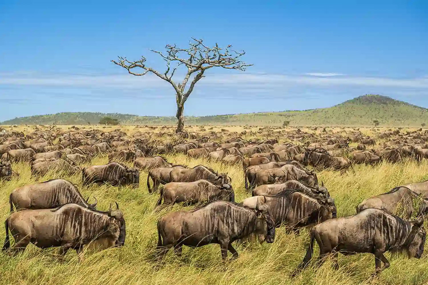 Serengeti-Budget-Safari