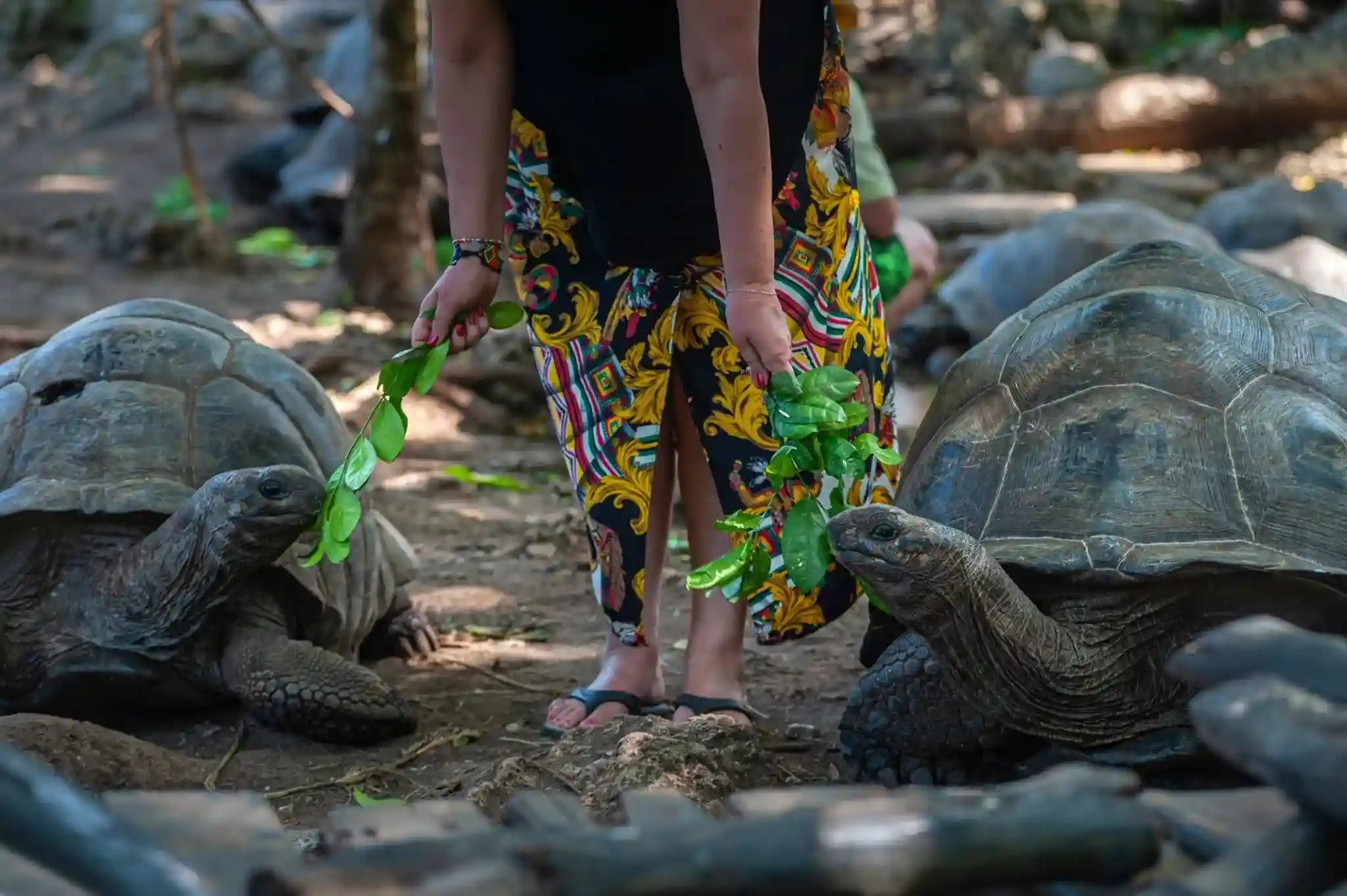Prison Island – Giant Tortoises