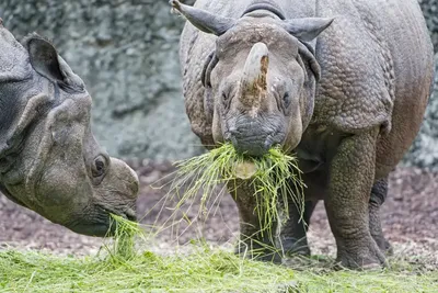 Невероятные факты о носорогах | Носороги наблюдения в национальных парках Африки