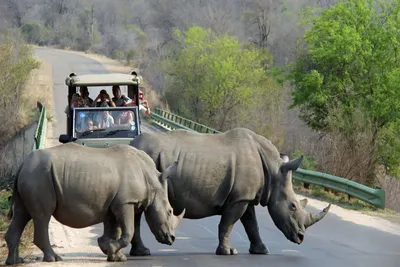 Невероятные факты о носорогах | Носороги наблюдения в национальных парках Африки