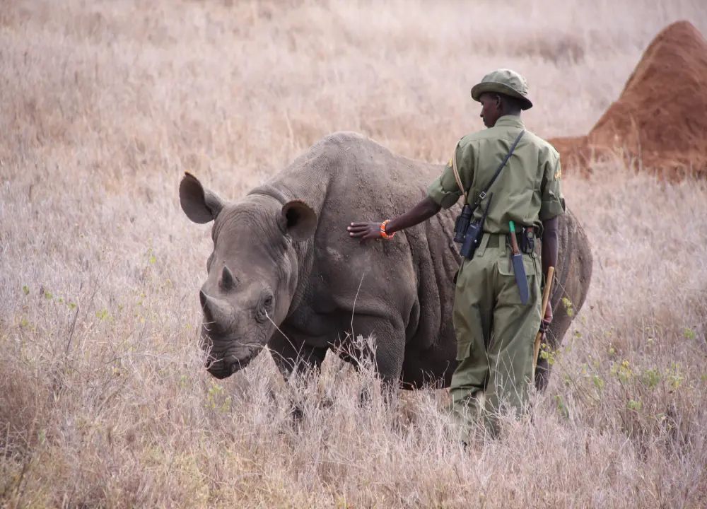 Incredible Facts About rhinos | rhinos Watching in Africa’s National Parks