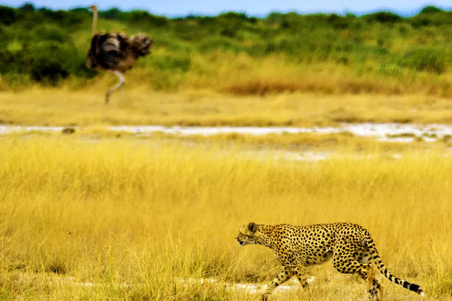 Ruaha Cheetah Spotting