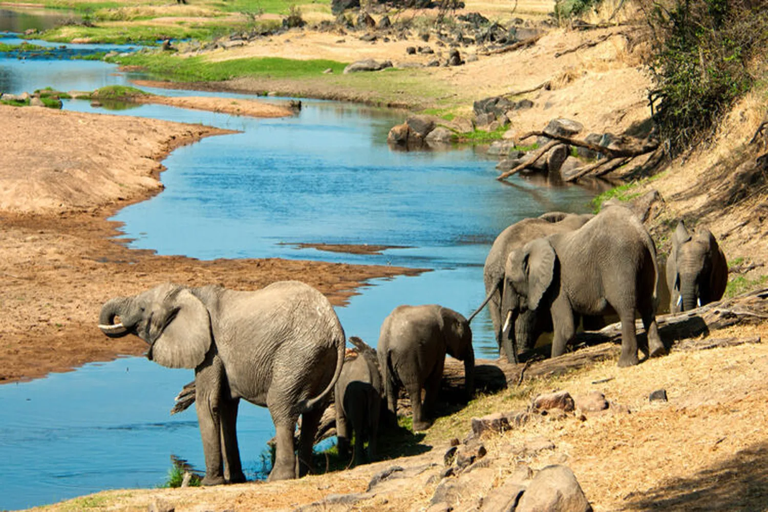 Ruaha Elephant Sighting