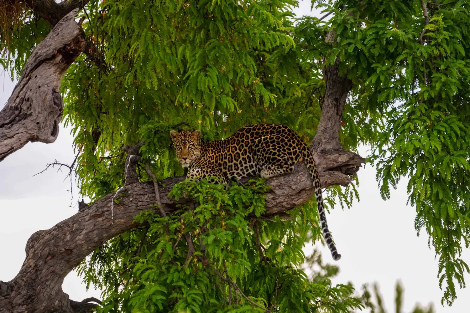 Ruaha Leopard Tracking