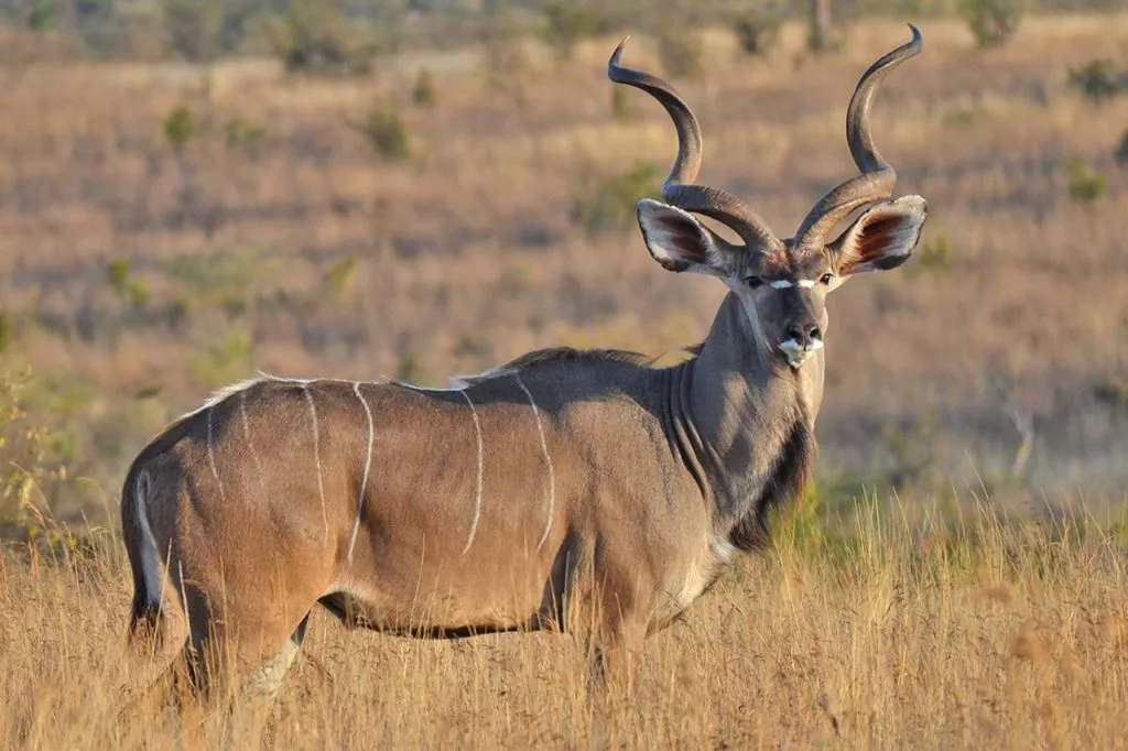 Visit Ruaha National Park in Tanzania