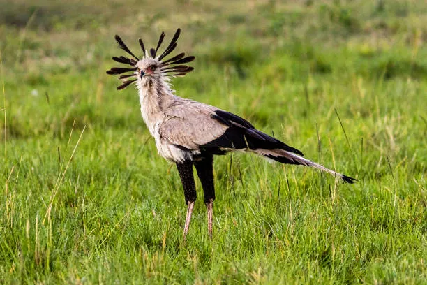 10 oiseaux incontournables en Tanzanie pour les ornithologues amateurs pour la première fois