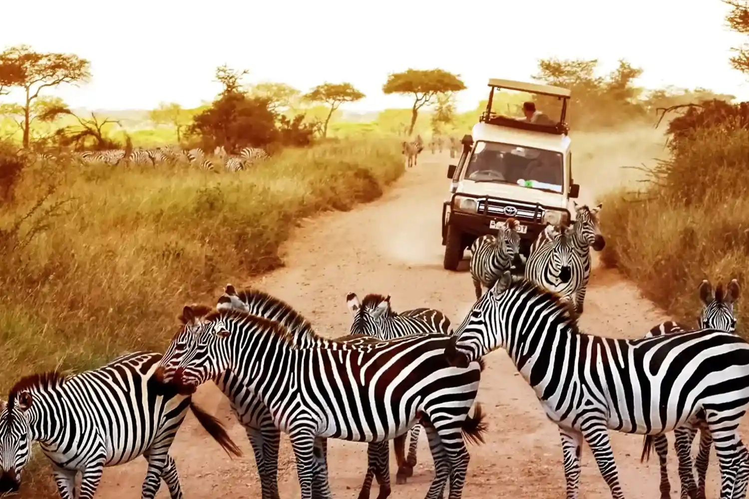 Safari privat de 5 dies a Tanzània