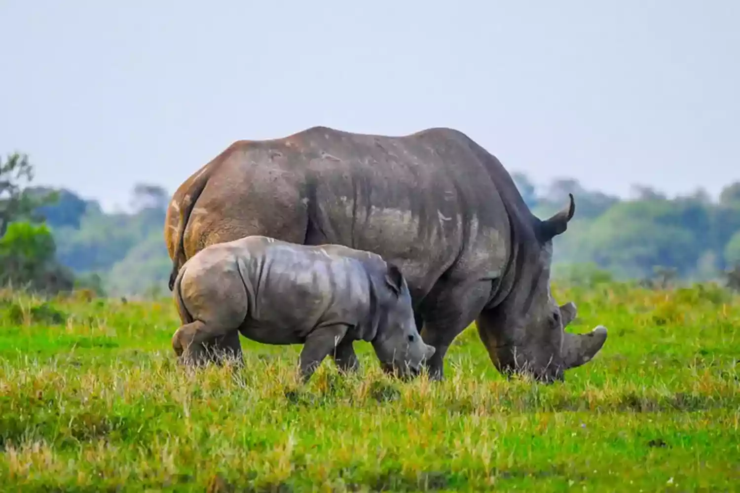 Increïble paquet de safari privat de 8 dies al Serengeti