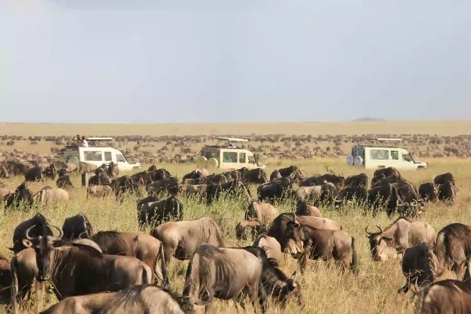 Budget-Serengeti-Migrationssafari