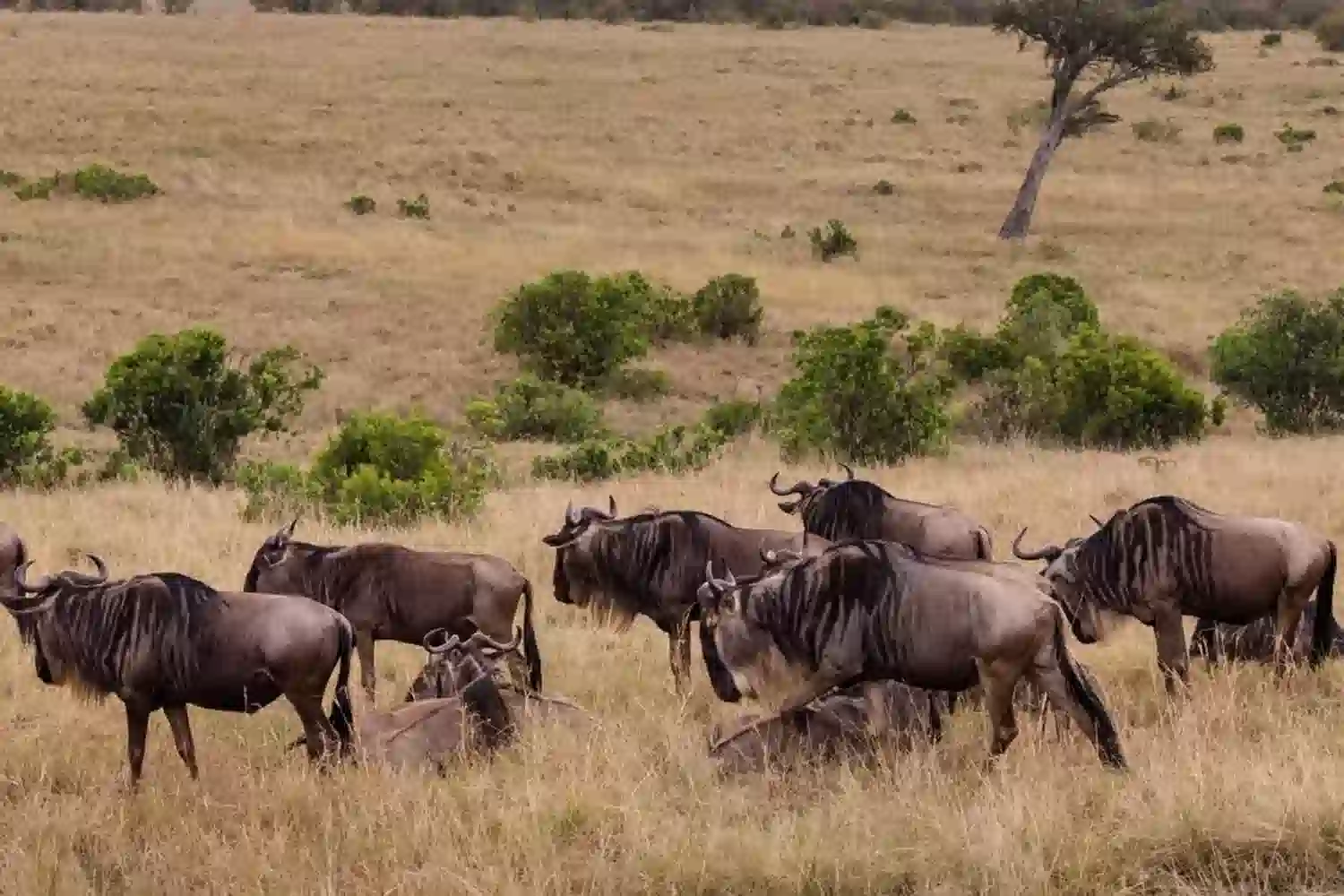 Budget-Safari zur Serengeti-Kalksaison