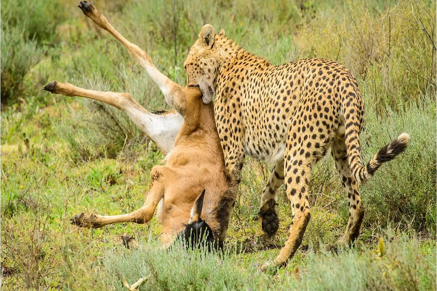Serengeti Cheetah Spotting