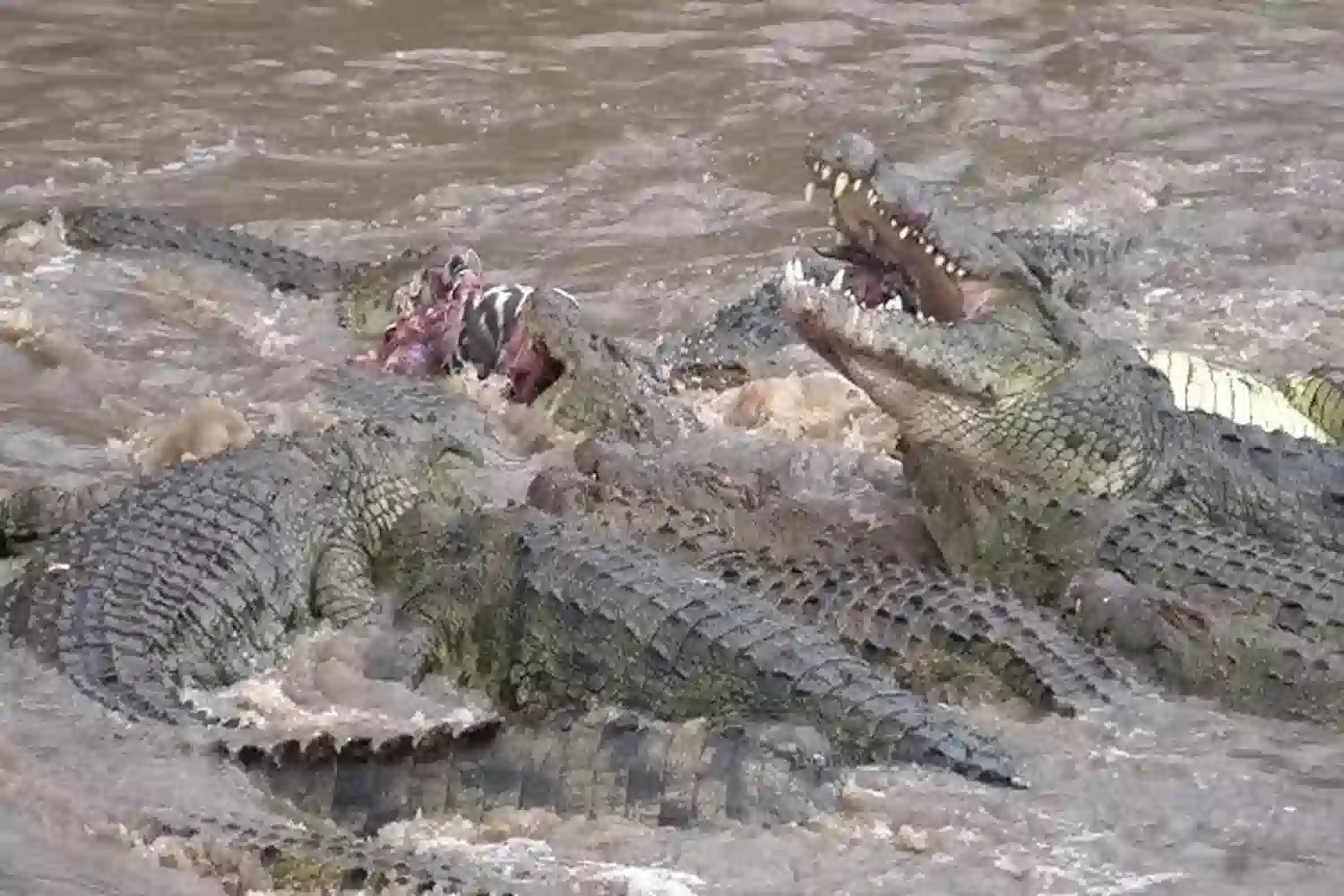 ሴሬንጌቲ የአዞ ወንዝ መሻገሪያ