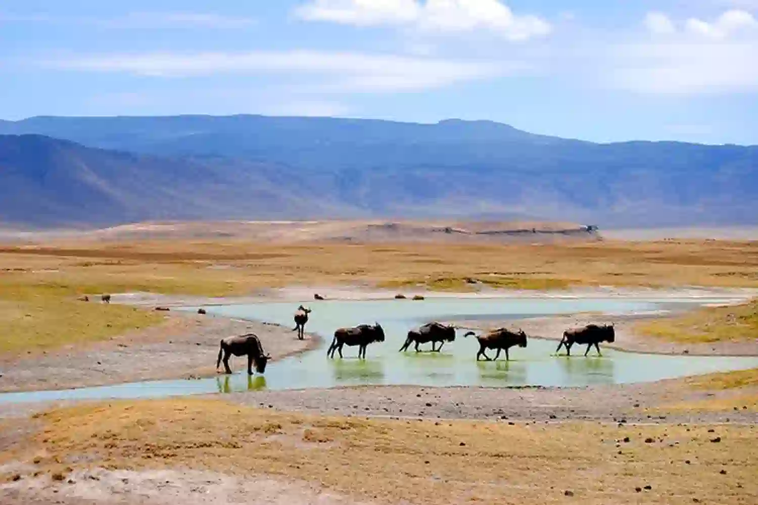 Auswirkungen der Dürre in der Serengeti
