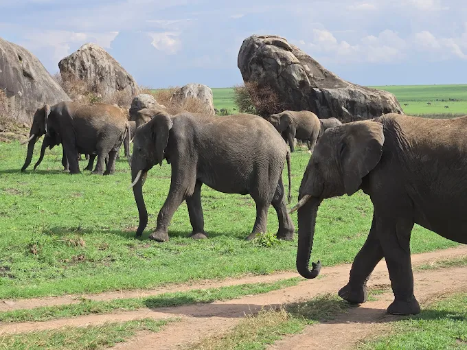 Serengeti Elephants