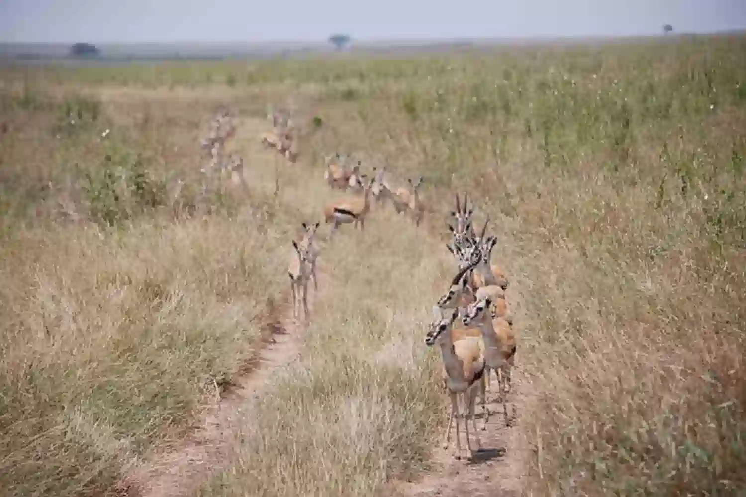 ሴሬንጌቲ ጋዜልስ ስደት