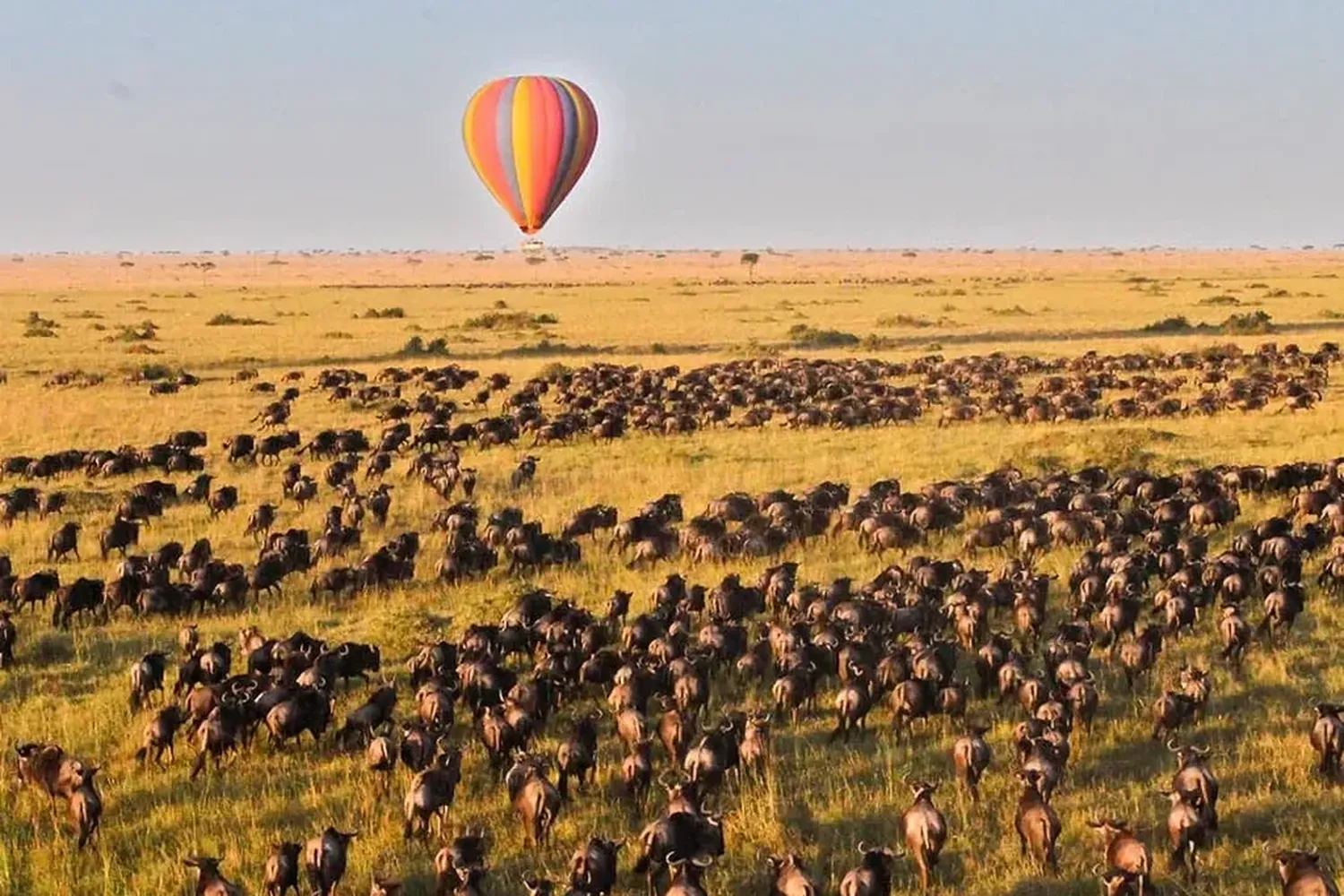 Serengeti Safari Timing