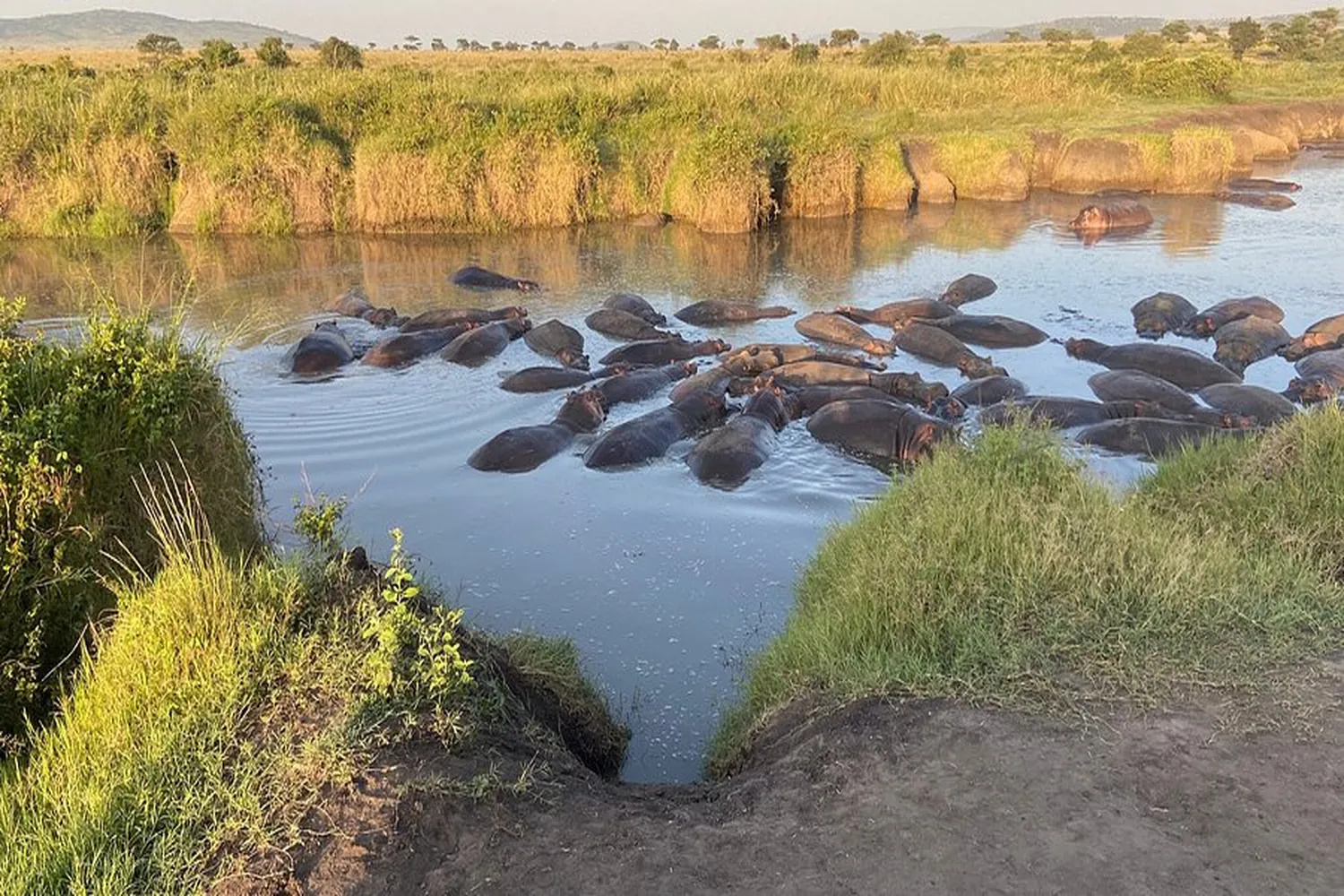 Beobachtung von Serengeti-Flusspferden