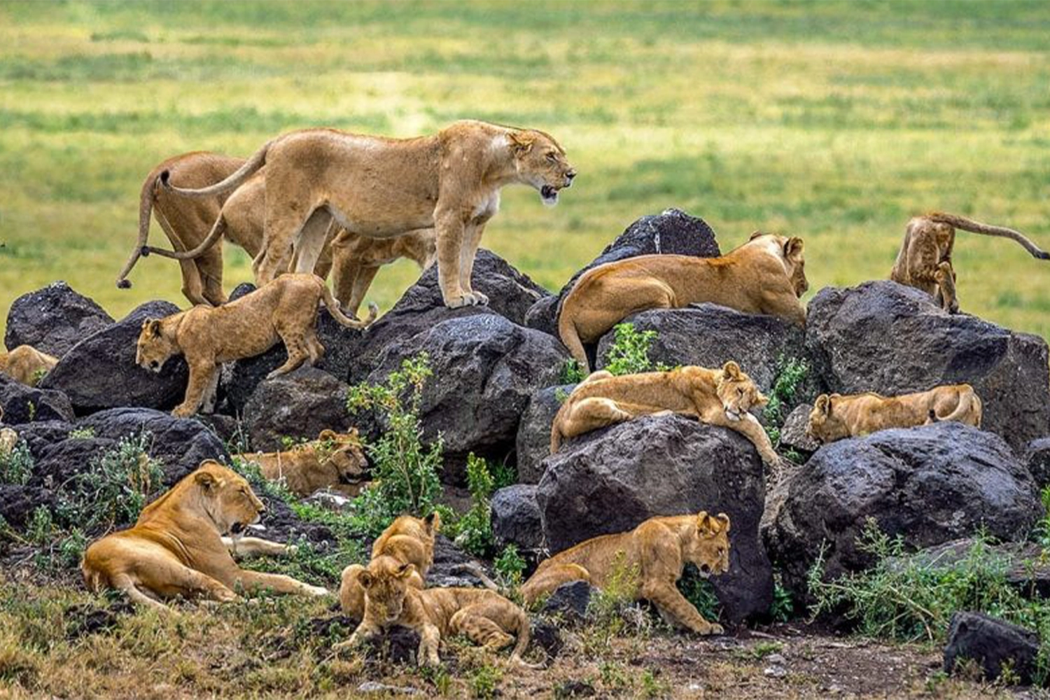 Serengeti Joining Safari