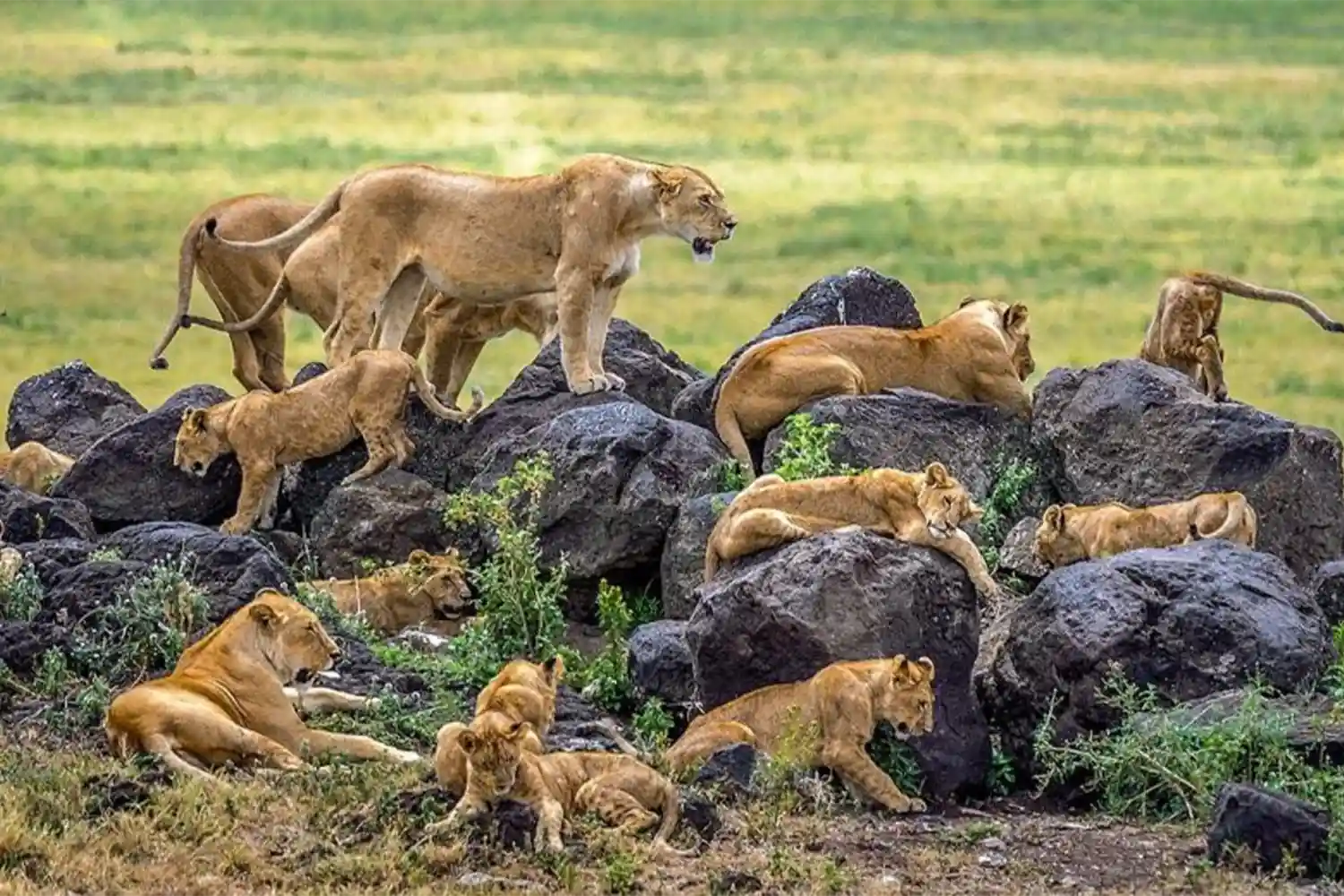 Serengeti unint-se a Safari
