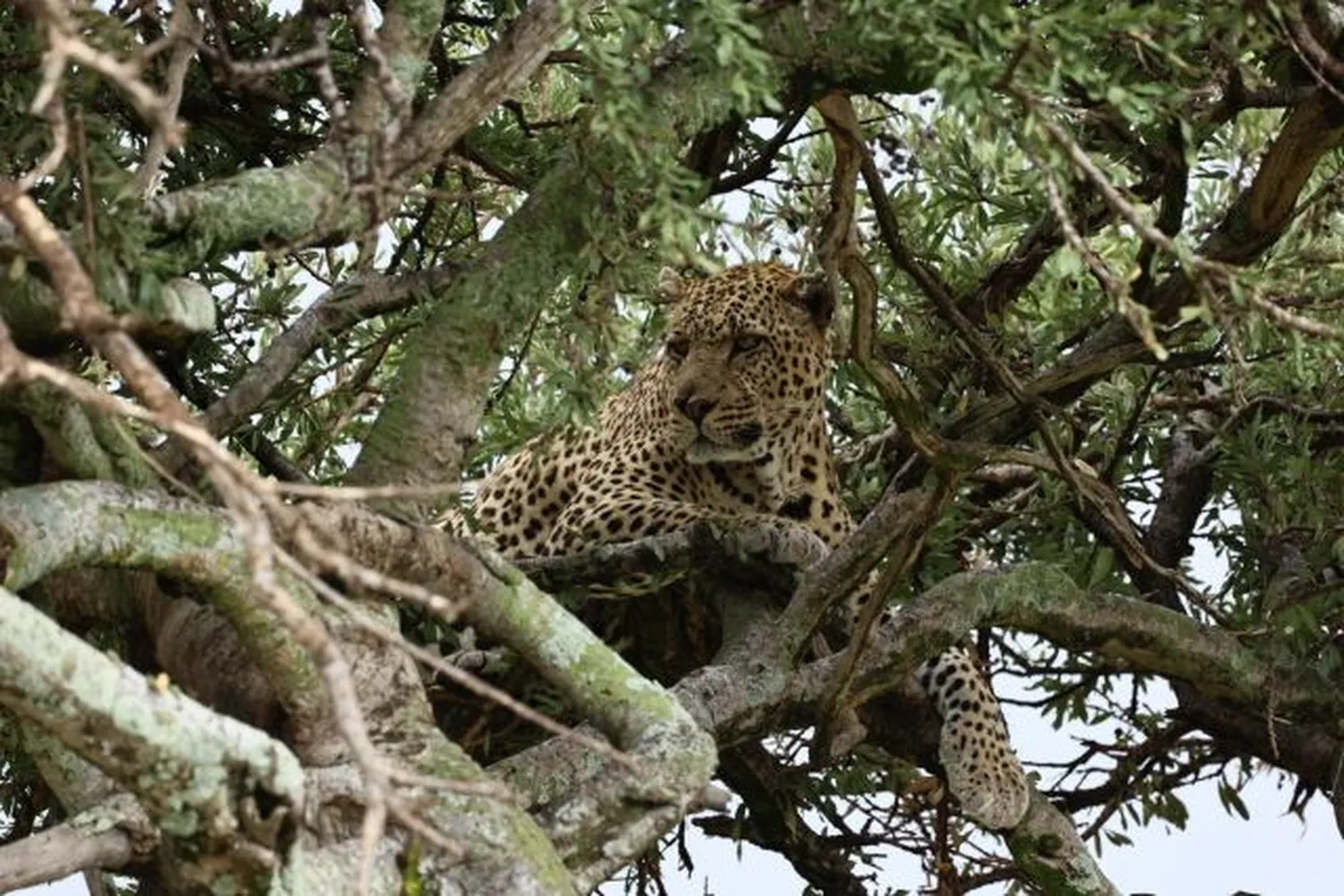 Παρακολούθηση λεοπάρδαλης Serengeti