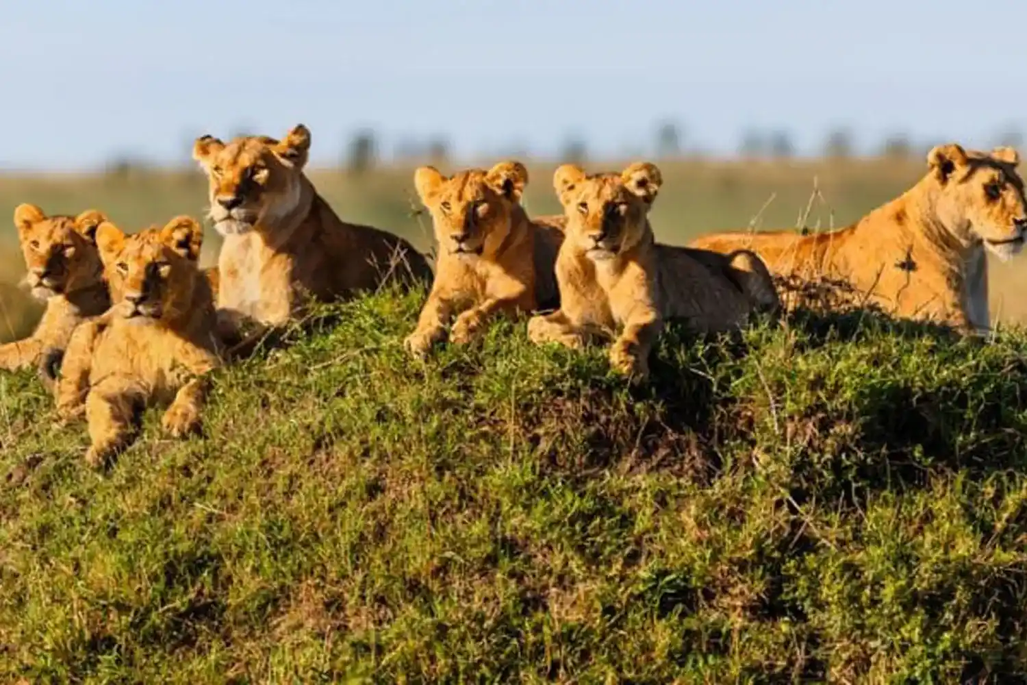 8 dies 7 nits Safari al Serengeti Lodge
